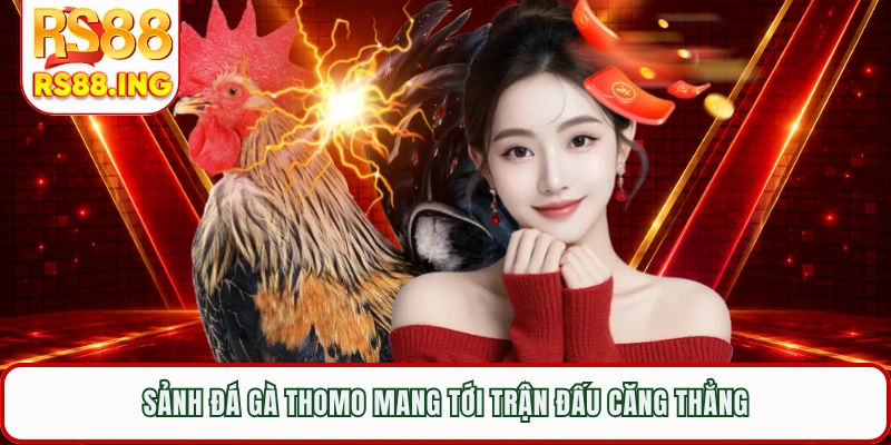Sảnh đá gà Thomo mang tới trận đấu căng thẳng